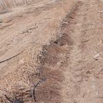 نهالستان برزگر