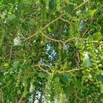 باغ گیاه شناسی غدیر   فاروق