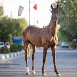 مزرعه پرورش اسب ترکمن سام