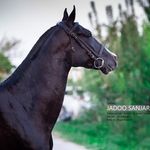 مزرعه پرورش اسب ترکمن سام