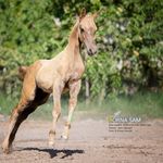 مزرعه پرورش اسب ترکمن سام