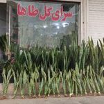 سرای گل طاها