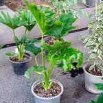 گل فروشی اسپرینگ