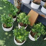 گلفروشی ولنجک