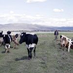 تالاب بیشه دالان