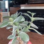 کافه آدالند توچال