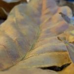 مجموعه شهرخیس