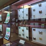 موزه حشرات