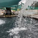 ماهی سرای قزل الا(اکرمی)