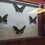 موزه حشرات