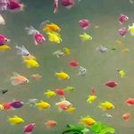 آکواریوم نسیم دریا