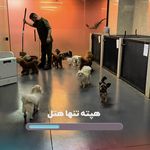 کلینیک دامپزشکی هتل پانسیون و پت شاپ هپت