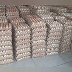 فروش کلی وجزئ تخم مرغ محلی تک زرده ودوزر