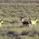 منطقه حفاظت گردیده ارژن