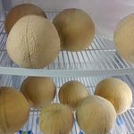 کافه می لو