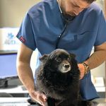 بیمارستان دامپزشکی شبانه روزی درنیکا