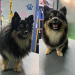 مریم پیغامی