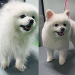 مریم پیغامی