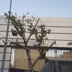 نمایندگی و تعمیرگاه مجاز سایپا در خیابان نامجو - کد 128