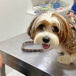 کلینیک دامپزشکی آراز دکتر شایان خلیلی