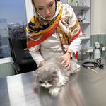 کلینیک دامپزشکی تخصصی نیک پلاس