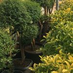 خدمات باغبانی هرس کاری صاحبدل