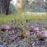 پارک جنگلی گمبوعه