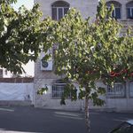گروه دندانپزشکان نیلی