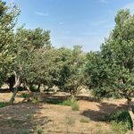 فروشگاه زیتون و روغن زیتون اصل فرابکر