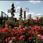 نهالستان همیشه بهار