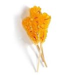 نبات زعفرانی شیرین کام