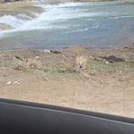 اسکندری برآفتاب