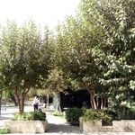 بوستان میرزای شیرازی