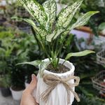 گلفروشی گل بوته