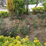 باغ خانواده شمس