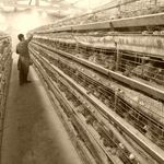 مزرعه پرورش بلدرچین وشمیران