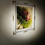 قالی بافی امید