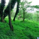 آبشار و جنگل پلنگ دره
