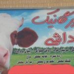 لبنیات اورگانیک داشی