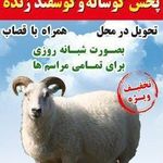 فروش گوسفند زنده مجید پور