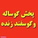 فروش گوسفند زنده مجید پور