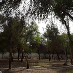 استراحتگاه جنگلی شهروند