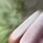 مرکز تخصصی ناخن مصی خادمی