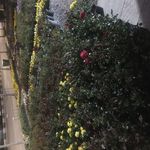 دهکده کاکتوس