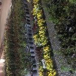 دهکده کاکتوس