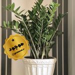 فروش آنلاین گل های آپارتمانی