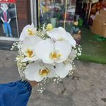 گل و گیاه علی گلی