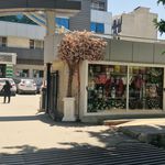 گل پاپیتال