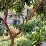 بوستان ژاپنی