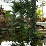 مجموعه استوایی اسپیناس